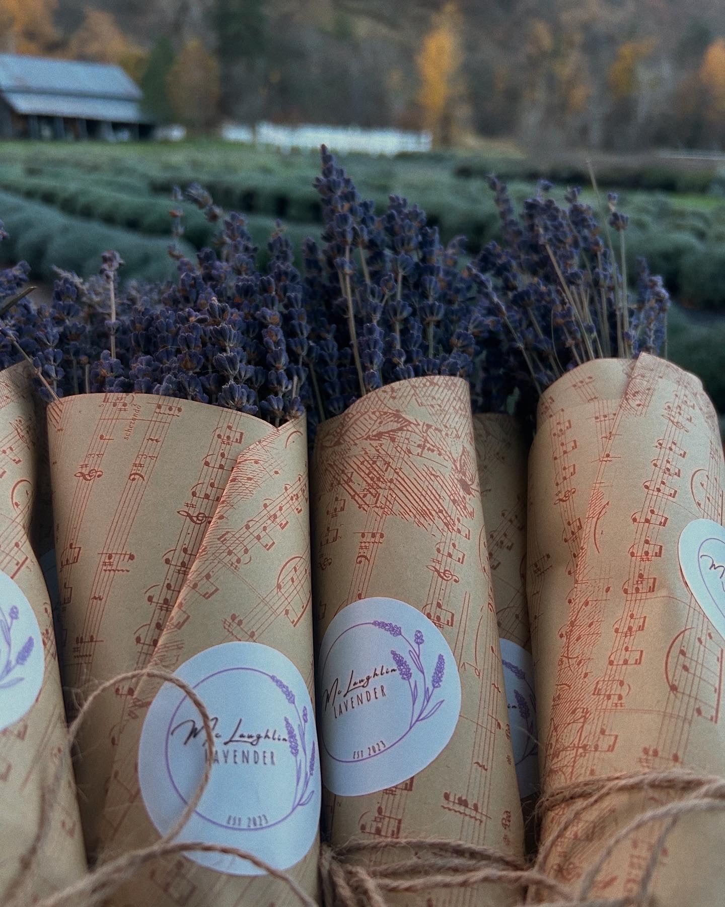 Culinary lavender